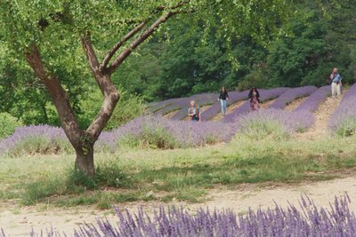 Árbol en campo de lavanda, en los terrenos de la Abadía de Senanque, Provenza, Francia, 1999 de Trevor Neal